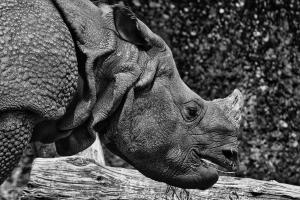 Java Nashorn Java Nashorn