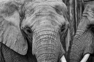 Afrikanischer Elefant Afrikanischer Elefant