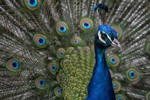 Stolzer Pfau