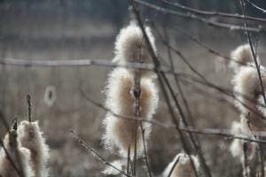 Zuckerwatte Zuckerwatte