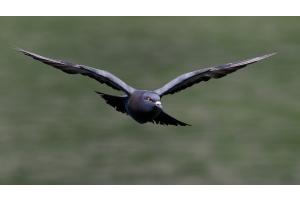 Taube im Anflug