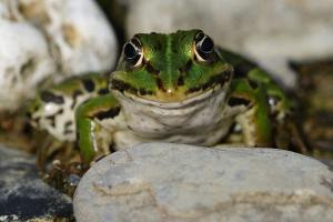 Happy frog Happy frog
