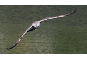 Auf Beuteflug Auf Beuteflug