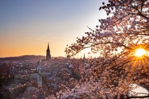 Kirschblüten Kirschblüten