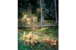 Der Gefallene