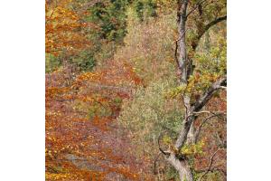 Wald