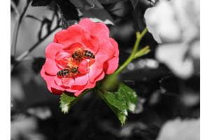 Zwei Bienen auf Rose