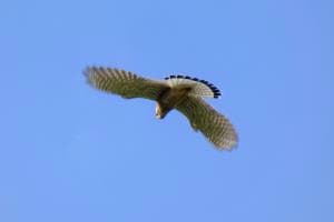 Baumfalke im Revier