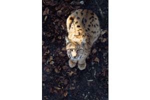 Tapi dans l'ombre