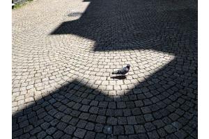 Solothurner Pflaster Solothurner Pflaster
