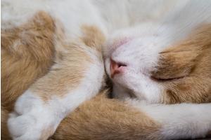 Power Nap