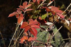 Herbstblätter