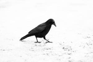 The crow The crow