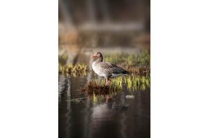 greylag goose searching for nesting place.