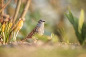 Sunset Dunnock