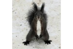 Eichhörnchen