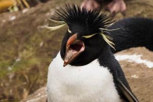 Hungriger Pinguin