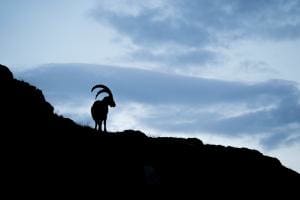 GRIMSELSTEINBOCK GRIMSELSTEINBOCK