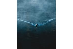 Lonesome duck in the dark