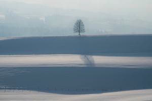 Einsamer Baum 