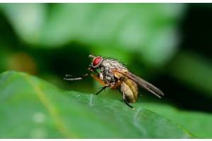 Faszinierende Fliege