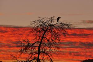 Reiher mit Abendstimmung