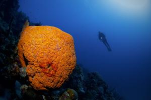 UW-Landschaft / Bonaire Karibik