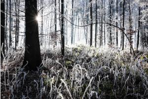 Frostwald im Gegenlicht
