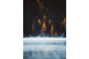 Silence among the trees