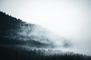 Foggy Forest Foggy Forest