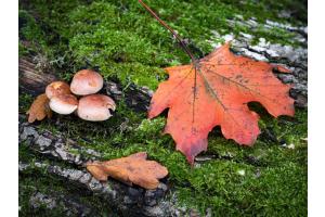 Herbstliches Stilleben auf Totholz