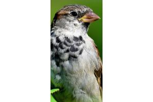 Spatz ganz scharf ...