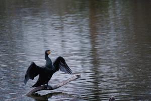 Kormoran am Egelsee