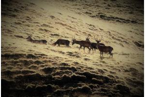 Hirsche im Val Trupchun