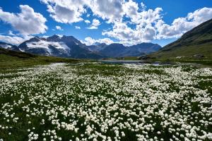 Wollgrasmoor am Berninapass