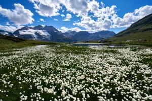 Wollgras-Moor am Berninapass Wollgras-Moor am Berninapass