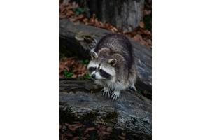 Waschbär Waschbär