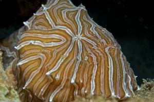 Psychedelic Frogfish / begehrtes Fotosujet von "Critter-Jägern" und eines der faszinierendsten Hautmuster bei Fischen.