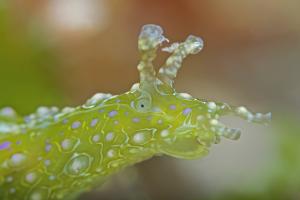 Unterwasser Nacktschnecke mit farbigem Muster