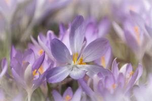 Krokus