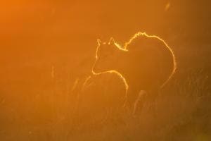 Im Abendlicht Im Abendlicht
