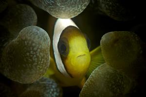 Nemo