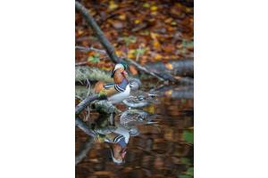 Mandarin