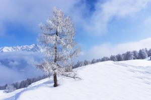 The lonely tree