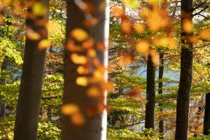 Buchenwald im Indian Summer