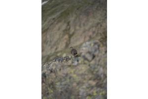 Schneehuhn bei Hockenhorn