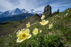 Schwefelanemone vor Eiger-Kulisse Schwefelanemone vor Eiger-Kulisse