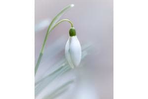 Snowdrop no.1