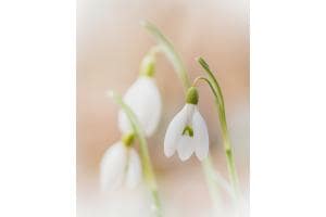 Snowdrop no.2