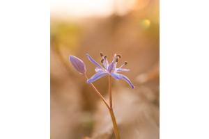 Scilla siberica